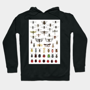 Entomology Illustrations Hoodie